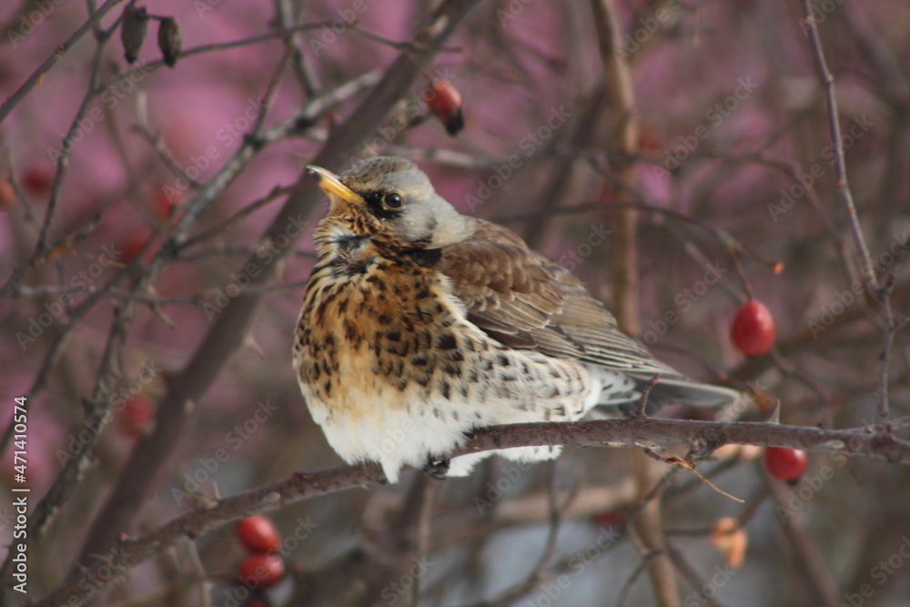 Fototapeta premium robin on a branch