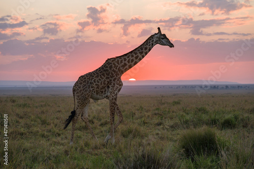 Masai Giraffe  Giraffa camelopardalis tippelskirchi  partially silhouetted by sun at sunrise  Maasai Mara  Kenya