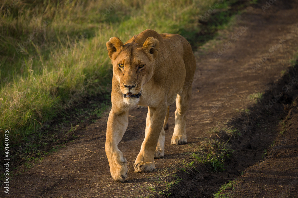 Female lion walking (panthera leo), Masai Mara National Game Park Reserve, Kenya, East Africa Female lion walking (panthera leo), Masai Mara National Game Park Reserve, Kenya, East Africa