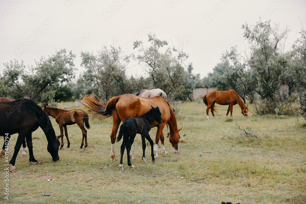 Herd of horses summer field nature landscape Herd of horses summer field nature landscape
