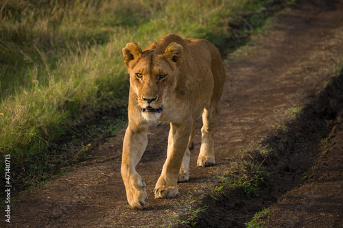 Female lion walking  panthera leo   Masai Mara National Game Park Reserve  Kenya  East Africa