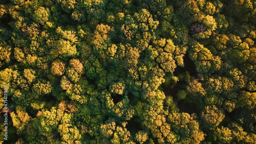 Autumn deciduous forest top view, natural background or texture.