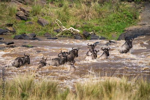 A herd of blue wildebeest (Connochaetes taurinus mearnsi) crossing a river during migration, Masai Mara, Kenya photo