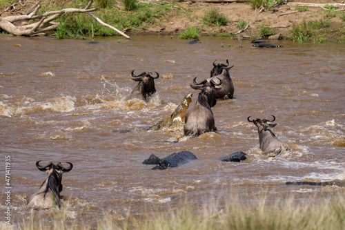 Nile crocodile (Crocodylus niloticus) attacks a herd of blue wildebeest (Connochaetes taurinus mearnsi) crossing river during migration, Masai Mara, Kenya photo