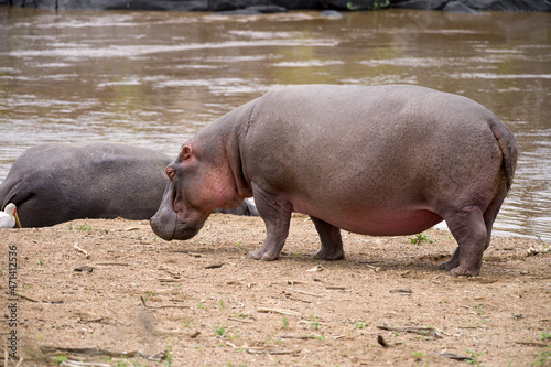 Hippo pod by river water (Hippopotamus amphibius), Maasai Mara, Kenya photo