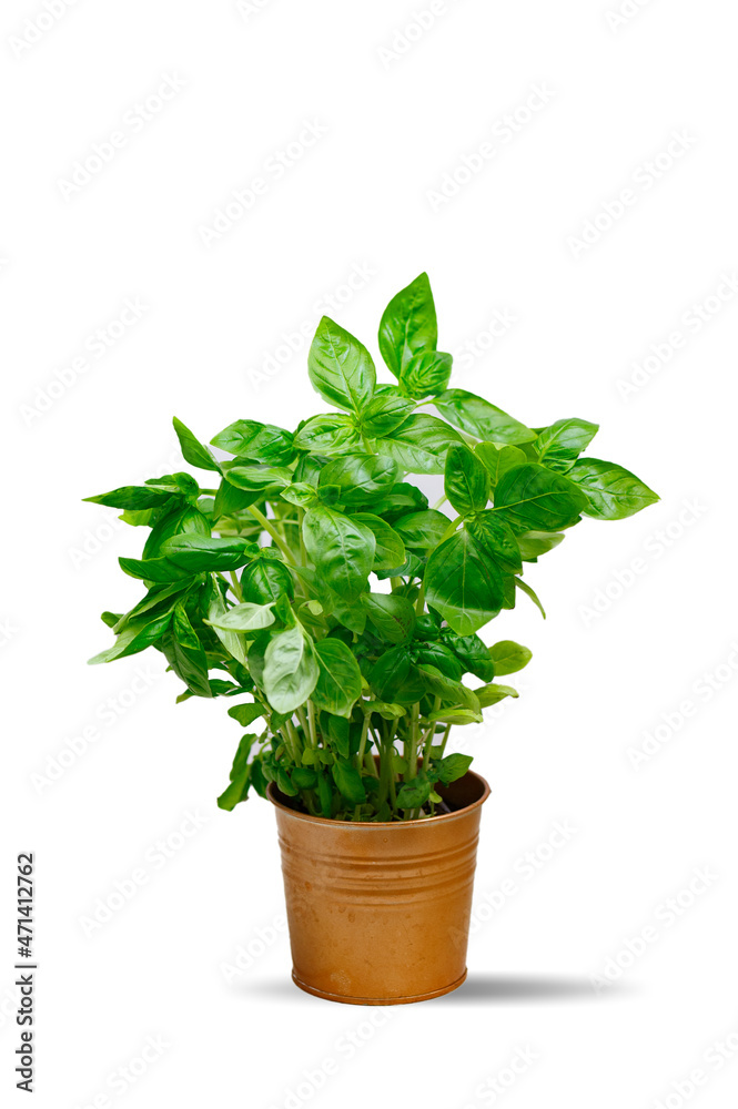Fresh aromatic culinary herbs. Bunch of basil on a white background Fresh aromatic culinary herbs. Bunch of basil on a white background