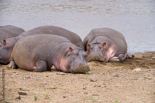 Hippo pod by river water (Hippopotamus amphibius), Maasai Mara, Kenya