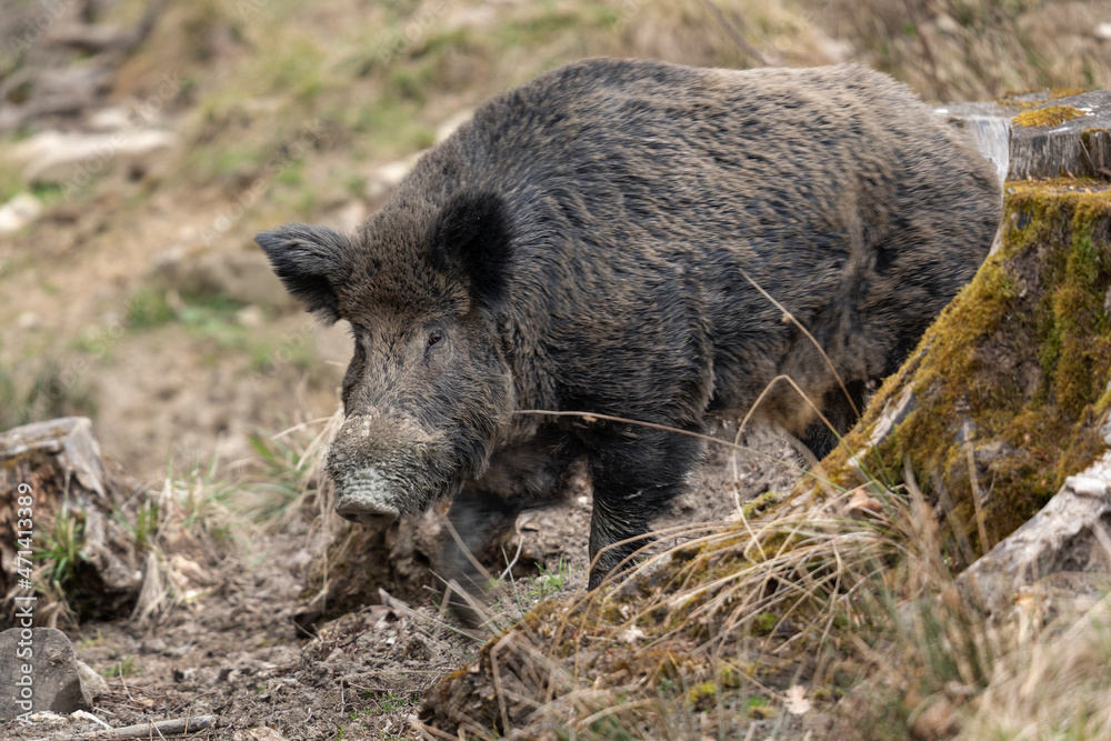 Wild boar in the forest. Boar during day. Spring in the european wood.  