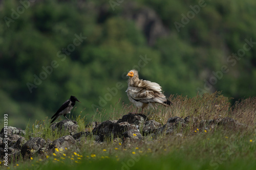 Egyptian vulture searching for food. Vultures moving in the Bulgarian mountains. Scavengers near the carcass. Wildlife in Rhodope mountains.