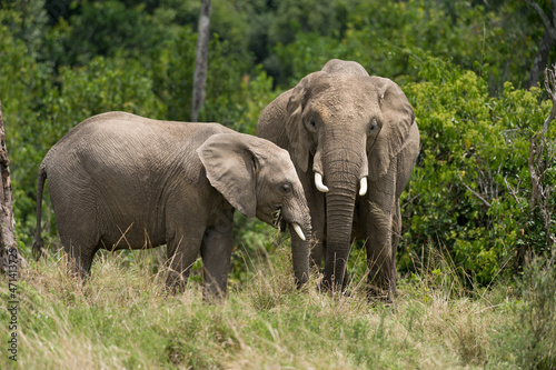 African bush elephant with juvenile Loxodonta africana  eating grass  Masai Mara National Reserve  Kenya  East Africa