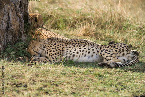 Cheetahs (Acinonyx jubatus) resting in shade of tree, Masai Mara National Game Park Reserve, Kenya, East Africa