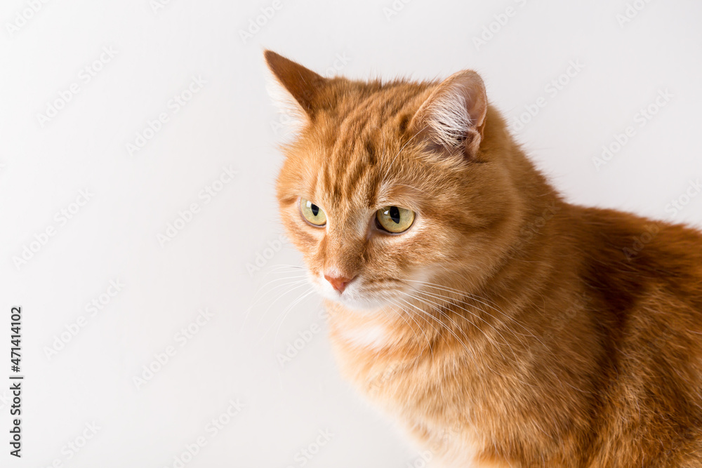Ginger cat on white background. Animal portrait. Copy space Ginger cat on white background. Animal portrait. Copy space
