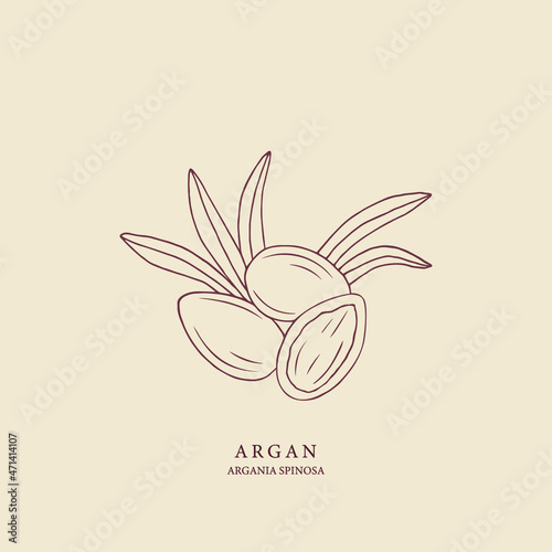Hand drawn argan illustration. Botanical design for organic cosmetics, medicine