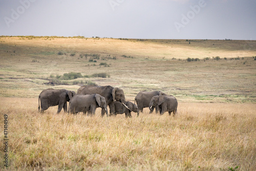 Herd of African Bush Elephants Walking Through High Grass  Loxodonta Africana   Maasai Mara National Reserve  Kenya  East Africa