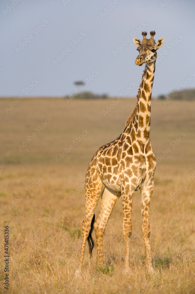 Masai Giraffe (Giraffa camelopardalis tippelskirchi), Maasai Mara, Kenya