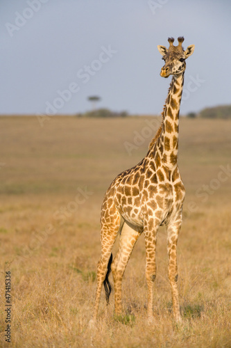 Masai Giraffe (Giraffa camelopardalis tippelskirchi), Maasai Mara, Kenya