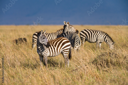 Herd of Plains zebra  Equus quagga  in open grass  Masai Mara  Kenya