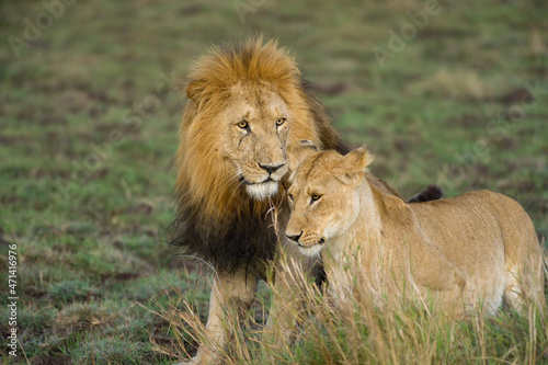Male and female lion  Panthera leo  standing together  Masai Mara  Kenya
