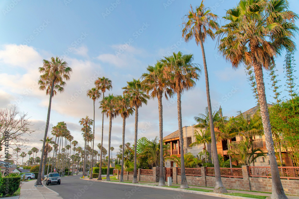 Residential area at La Jolla in California with palm trees along the road