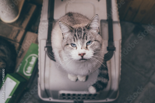 shelter for homeless cats, the cat looks into the lens