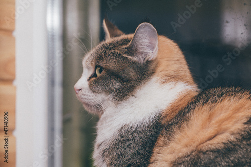 domestic cat lie in a cozy place