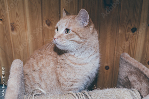domestic cat lie in a cozy place