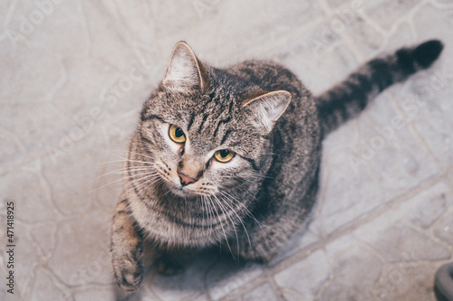 shelter for homeless cats, the cat looks into the lens