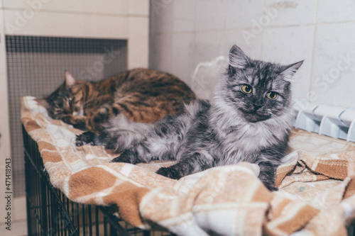 domestic cat lie in a cozy place
