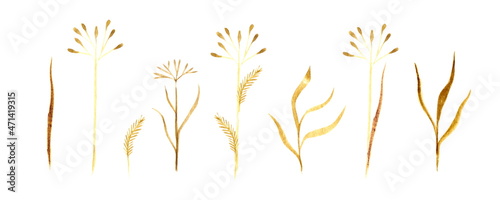 A set of hand-drawn watercolor field grasses and flowers. Isolated on a white background. A set of elements for patterns and frames. Yellowish golden summer meadow plants.
