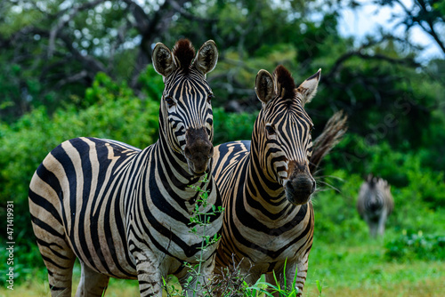Chapman s zebras in north part of Kruger national park in South Africa.
