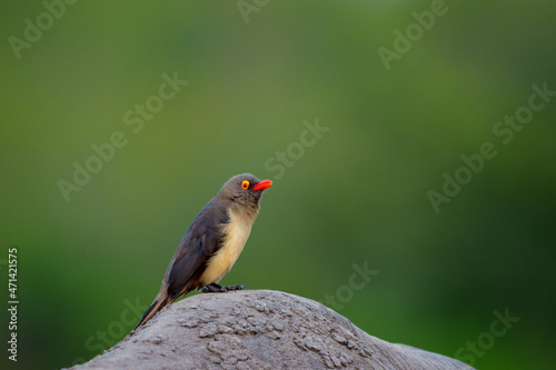 Red-billed oxpecker (Buphagus erythrorynchus).perched on a white rhinoceros, square-lipped rhinoceros or rhino (Ceratotherium simum). Mpumalanga. South Africa. photo