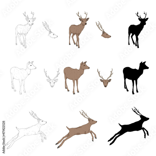 Vector Set of Deer Illustrations. Different Styles and Poses of Animal.