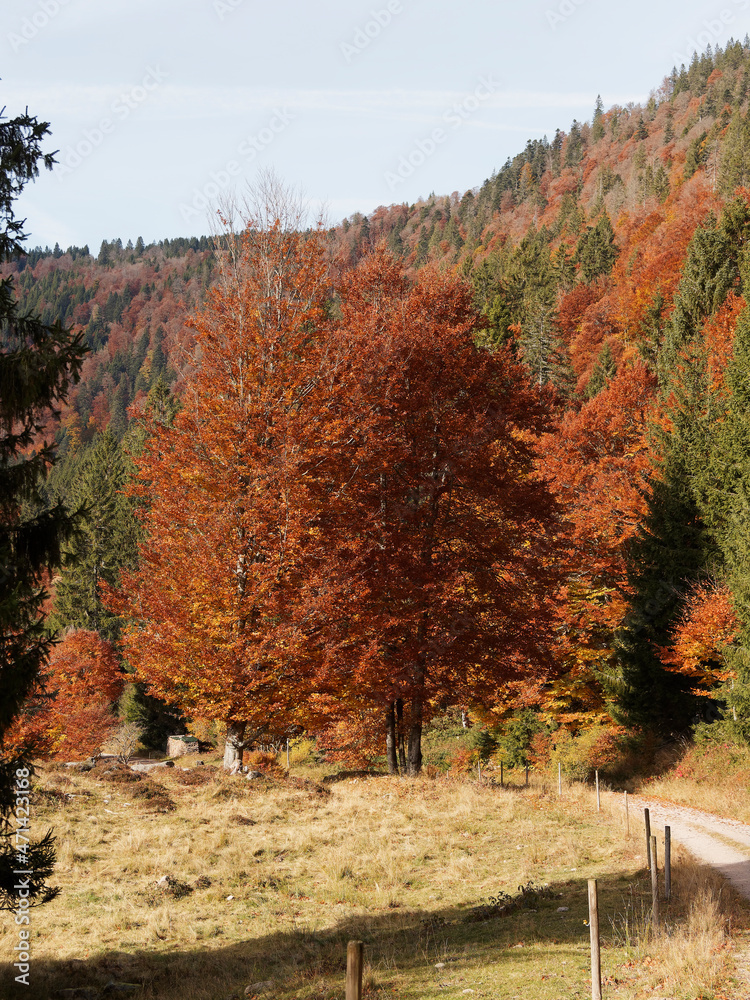 Bucolic and romantic landscapes of Black-Forest in reddish fall colors. Copper foliage of fagus sylvatica or common beeches trees between green white firs