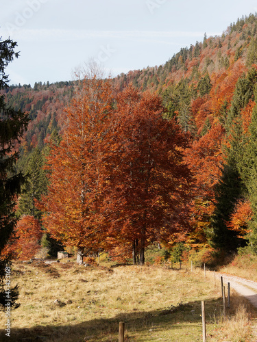 Bucolic and romantic landscapes of Black-Forest in reddish fall colors. Copper foliage of fagus sylvatica or common beeches trees between green white firs photo