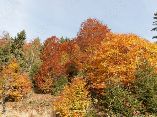 Bucolic and romantic landscapes of the Black Forest (Germany) with varieties of common beech or fagus sylvatica with magnificent foliage in autumn colors
