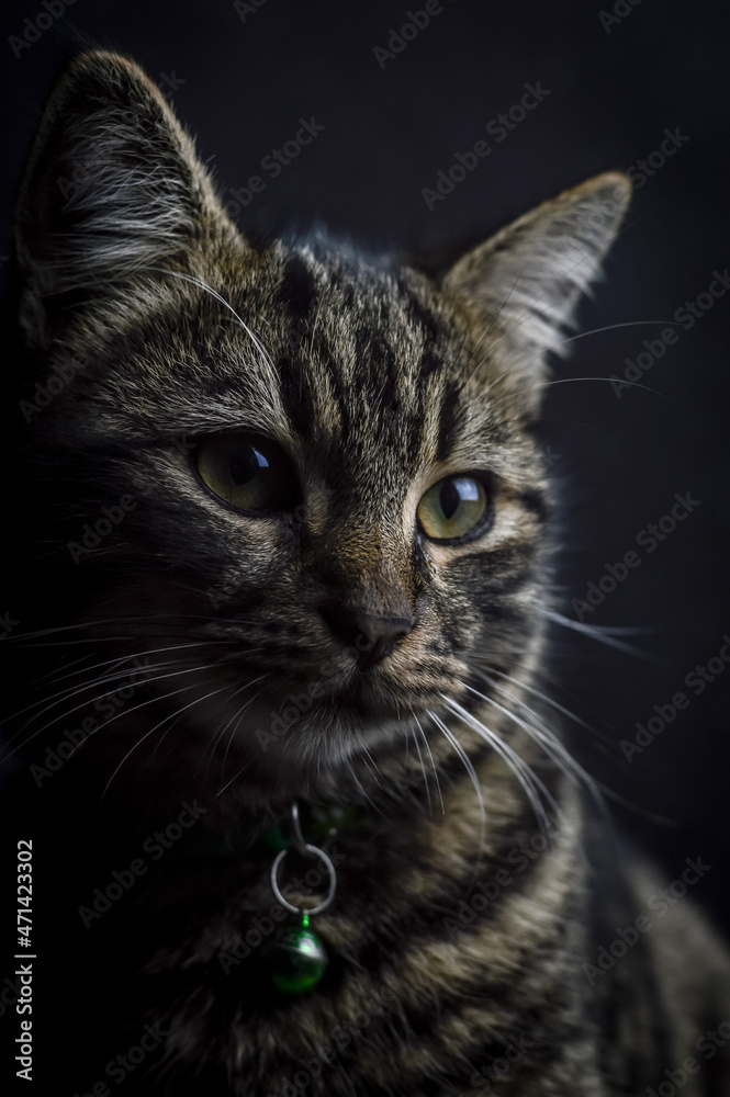 Fototapeta premium low key close up portrait of a young grey tabby cat with green eyes and green collar with a bell