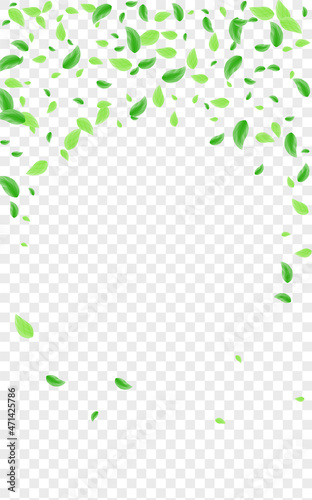 Light Green Sheet Background Transparent Vector. Leaves Decoration Card. Decorative Frame. Greenish Abstract Texture. Plant Pure.