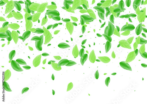 Green Sheet Background White Vector. Vegetation Isolated Illustration. Eucalyptus Frame. Light Green Environmental Design. Leaves Element.
