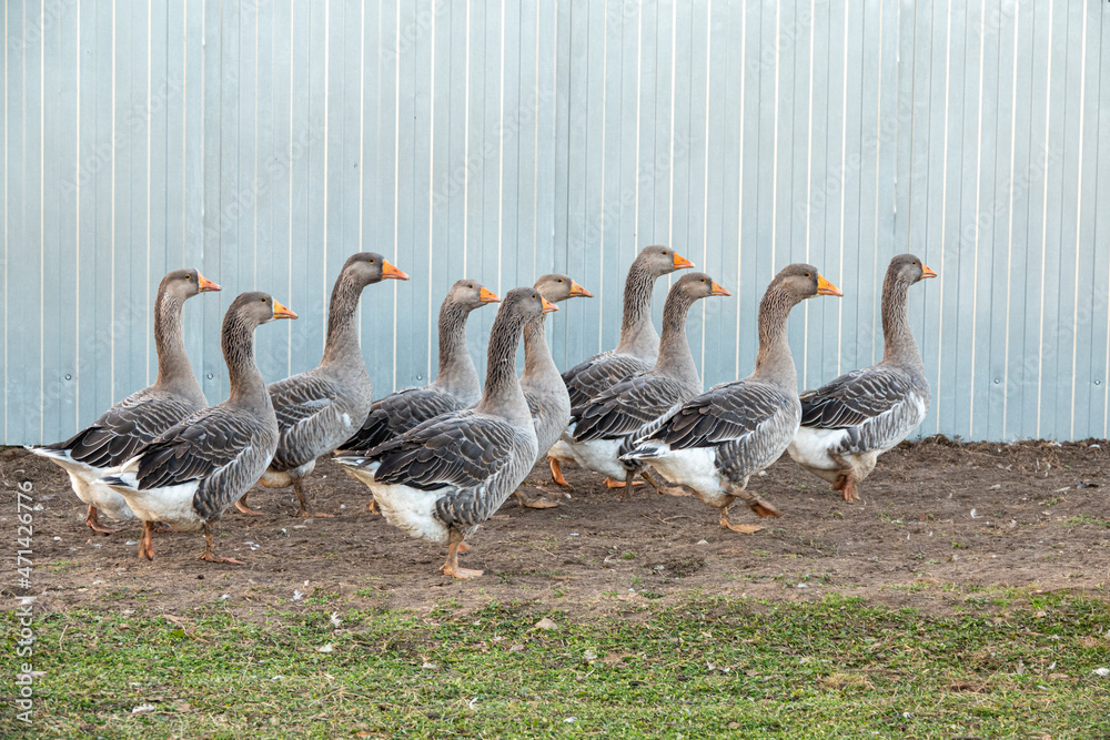 Obraz premium Domestic geese graze on traditional village goose farm