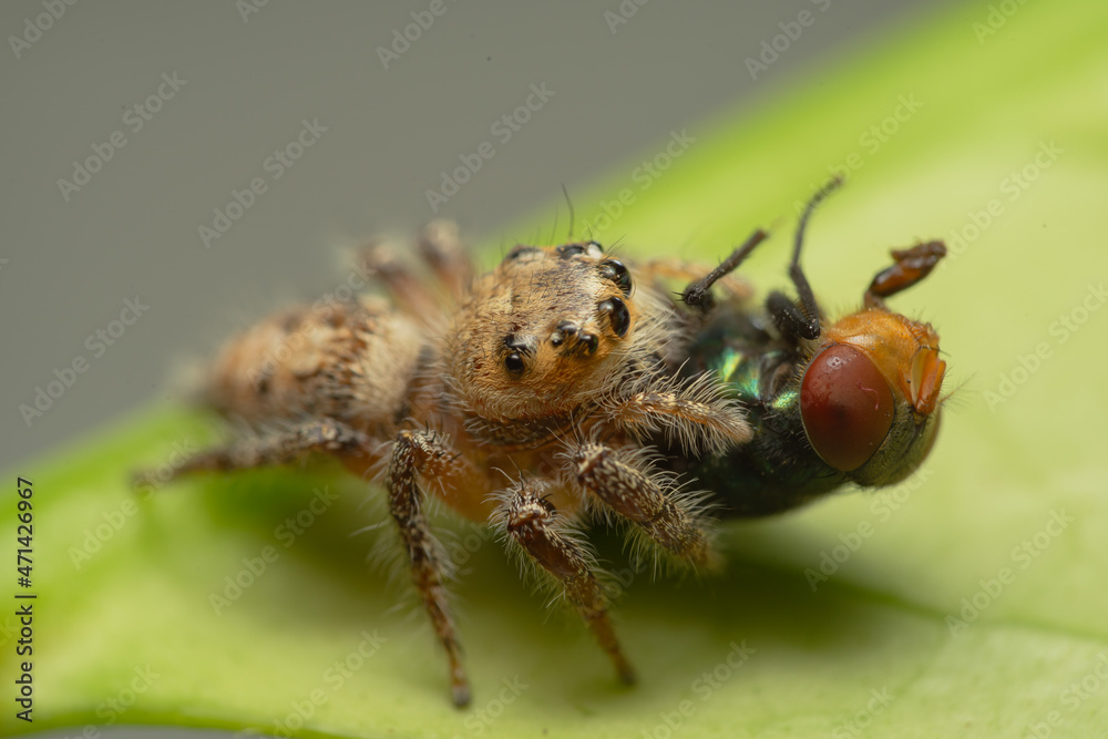 Closeup macro in Hyllus semicupreus Jumping Spider on blue background. Jumping Spider eating flies Closeup macro in Hyllus semicupreus Jumping Spider on blue background. Jumping Spider eating flies