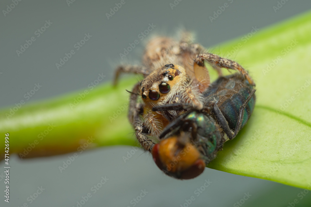Closeup macro in Hyllus semicupreus Jumping Spider on blue background. Jumping Spider eating flies Closeup macro in Hyllus semicupreus Jumping Spider on blue background. Jumping Spider eating flies