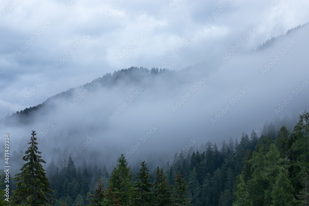 Misty coniferous forest in the Alps after heavy rain Misty coniferous forest in the Alps after heavy rain