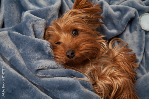 Little york terrier sleeping in a mask on a plush blanket