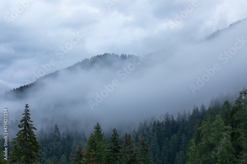 Misty coniferous forest in the Alps after heavy rain