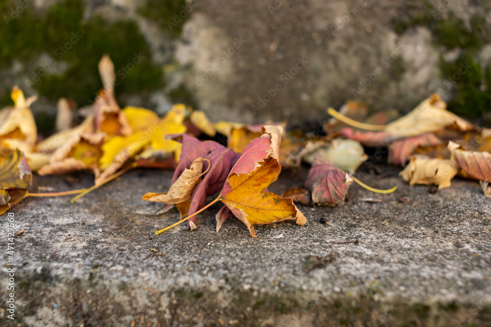 Fallen autumn leaves Fallen autumn leaves