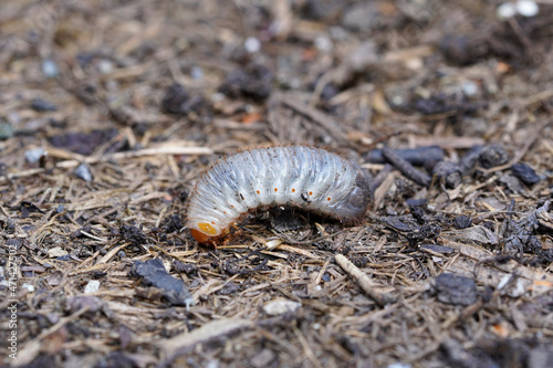 Rose chafer larva. Close up of the insect. Rose chafer grub. Pests in the garden.