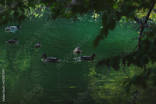 Ducks swimming on emerald green lake under the shade of trees