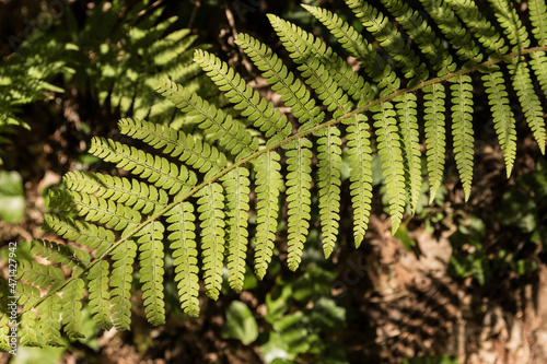 Green fern in winter in Galicia