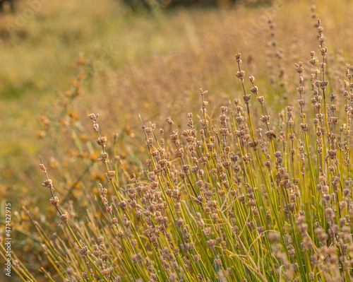 wheat field in the morning