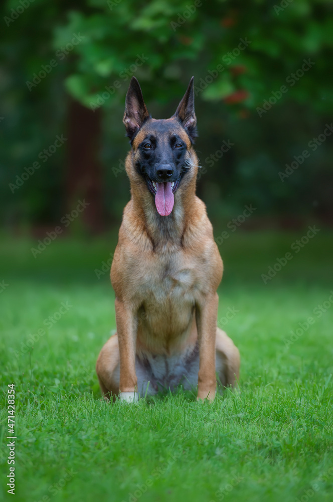 Portrait of belgian shepherd malinois with fluff on the snout